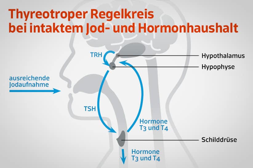 Hormonexpert Schilddrüse - Grafik - intakt